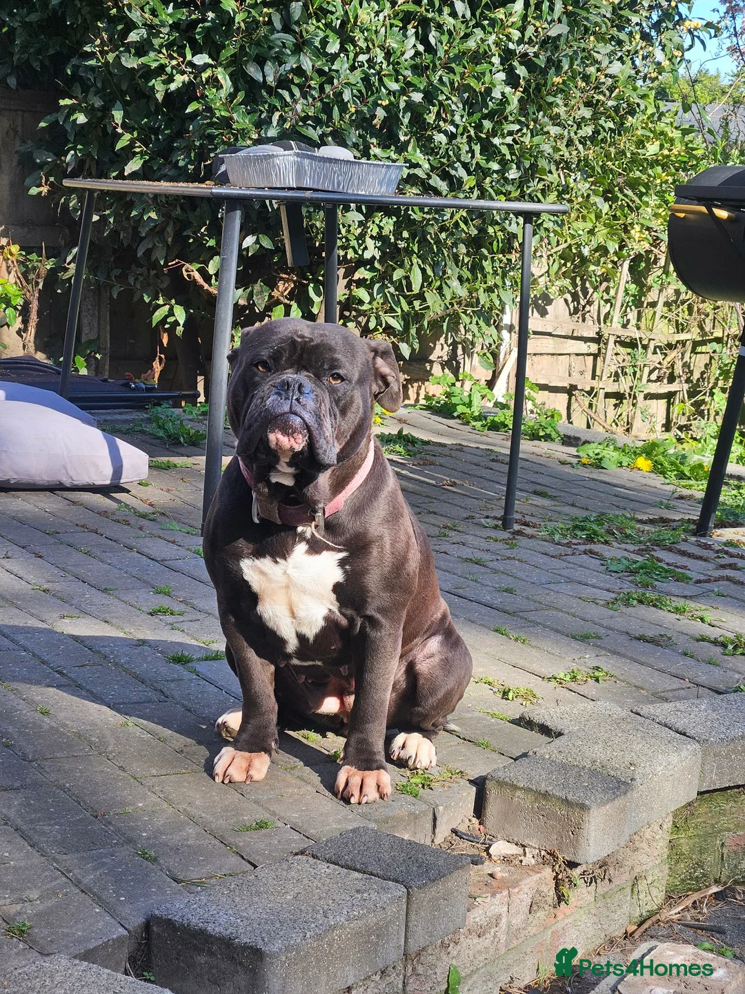 Olde English Bulldogge dogs for sale:  ** , MUST BE THE ONLY PET  in Doncaster - Advert 1