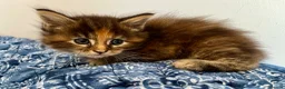 Maine Coon cats for sale: Pure Maine Coon Kittens - Advert 8