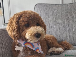 Cockapoo dogs Miniature Cockapoo Puppies – Due January 2026 - Advert 10