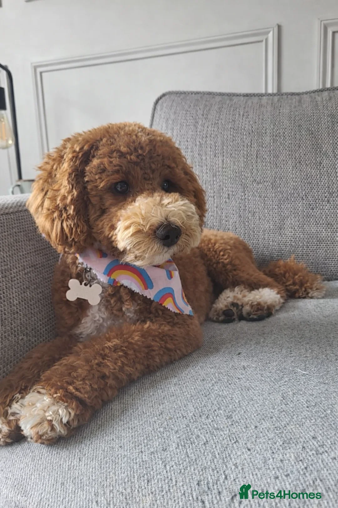 Cockapoo dogs for sale: 6 miniature Cockapoo Puppies - Advert 7