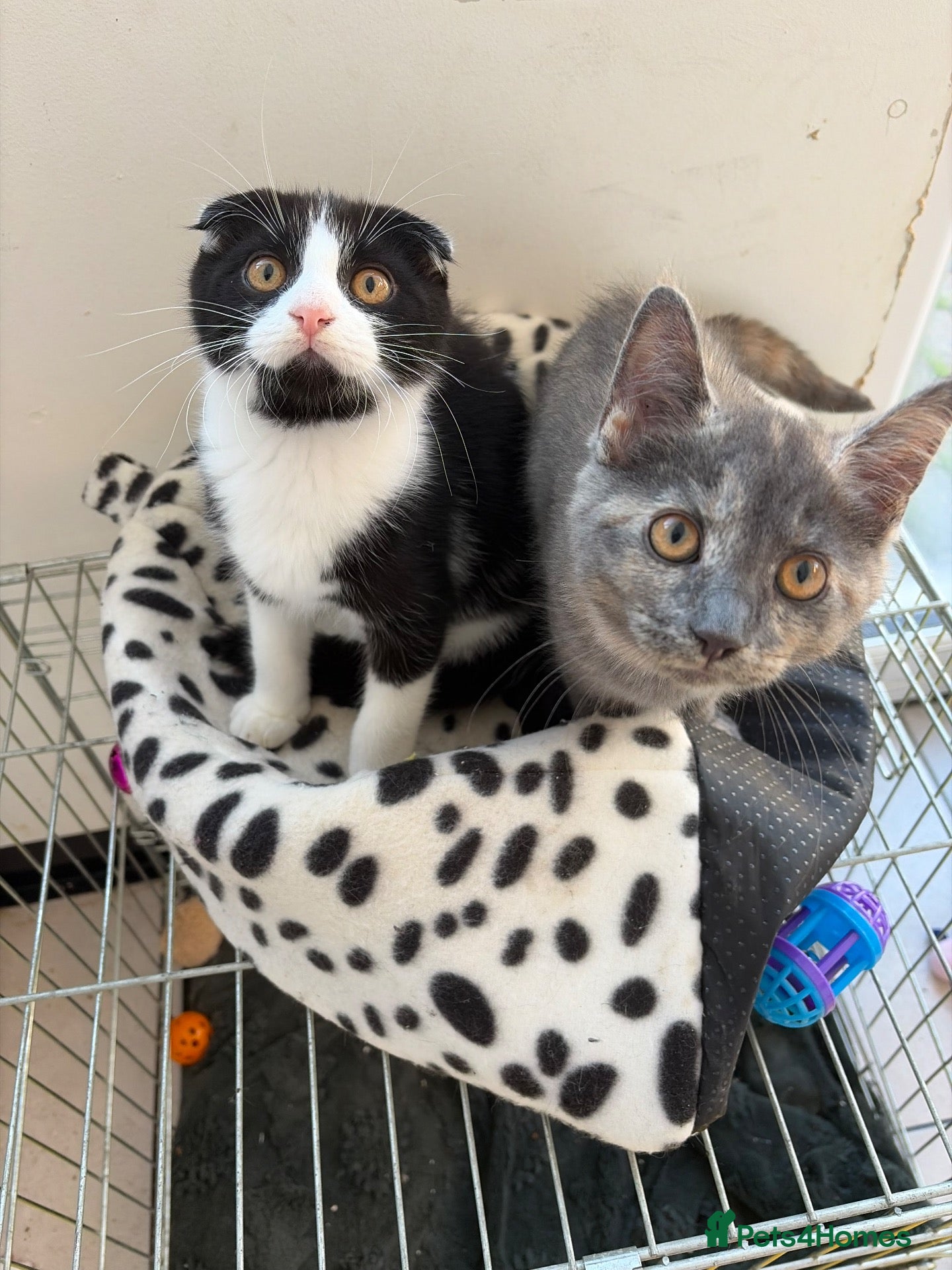 Scottish Fold cats Scottish Fold & Scottish Straight kittens  - Advert 6