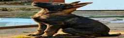 Mixed Breed dogs for sale: 🐶German Shepherd x Dutch Working-Line Puppies 🐶 - Advert 6