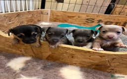 Jack Russell dogs for sale: Rare coloured miniature Jack Russel puppies  - Image 2