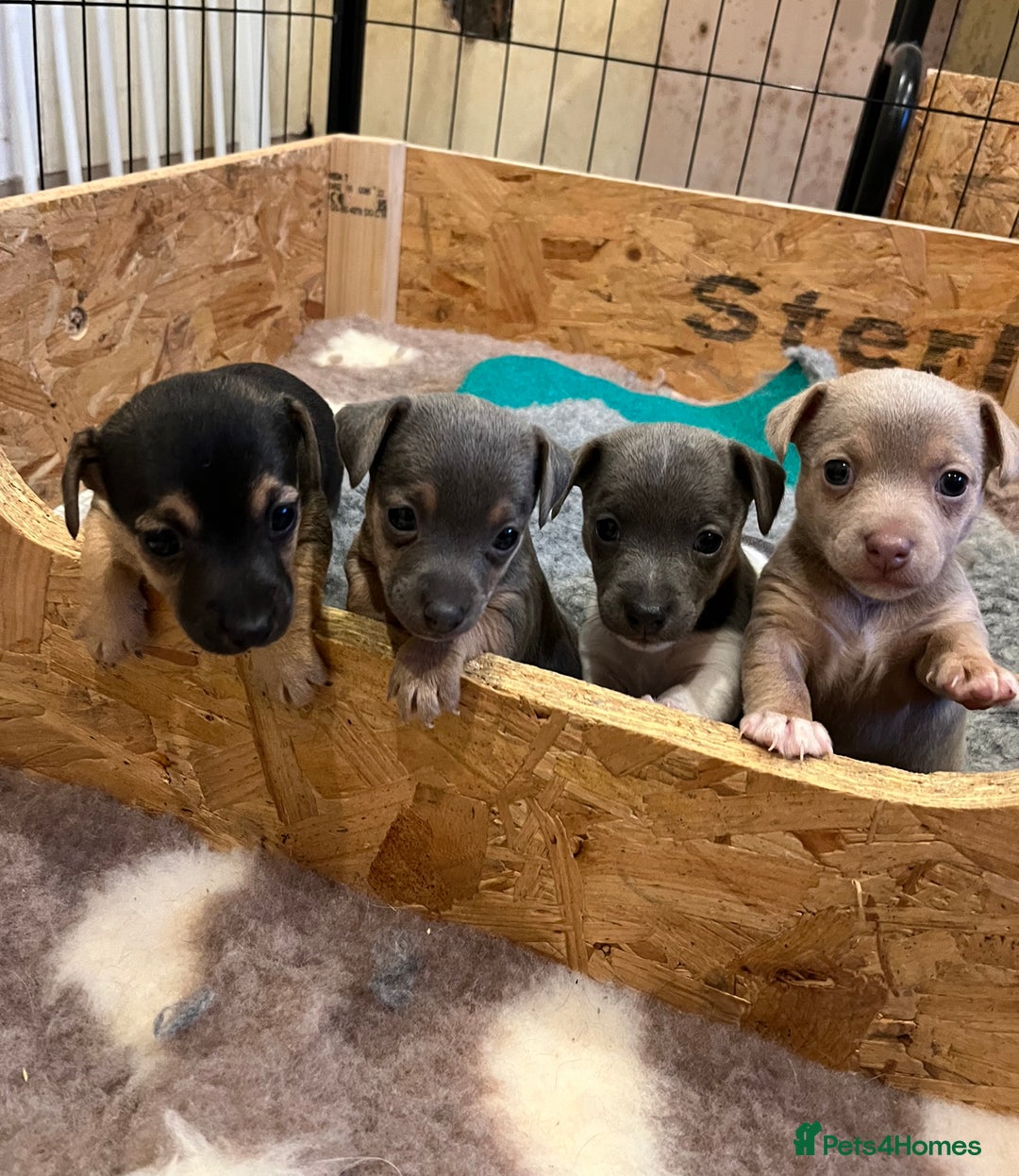 Jack Russell dogs for sale: Rare coloured miniature Jack Russel puppies  - Image 2