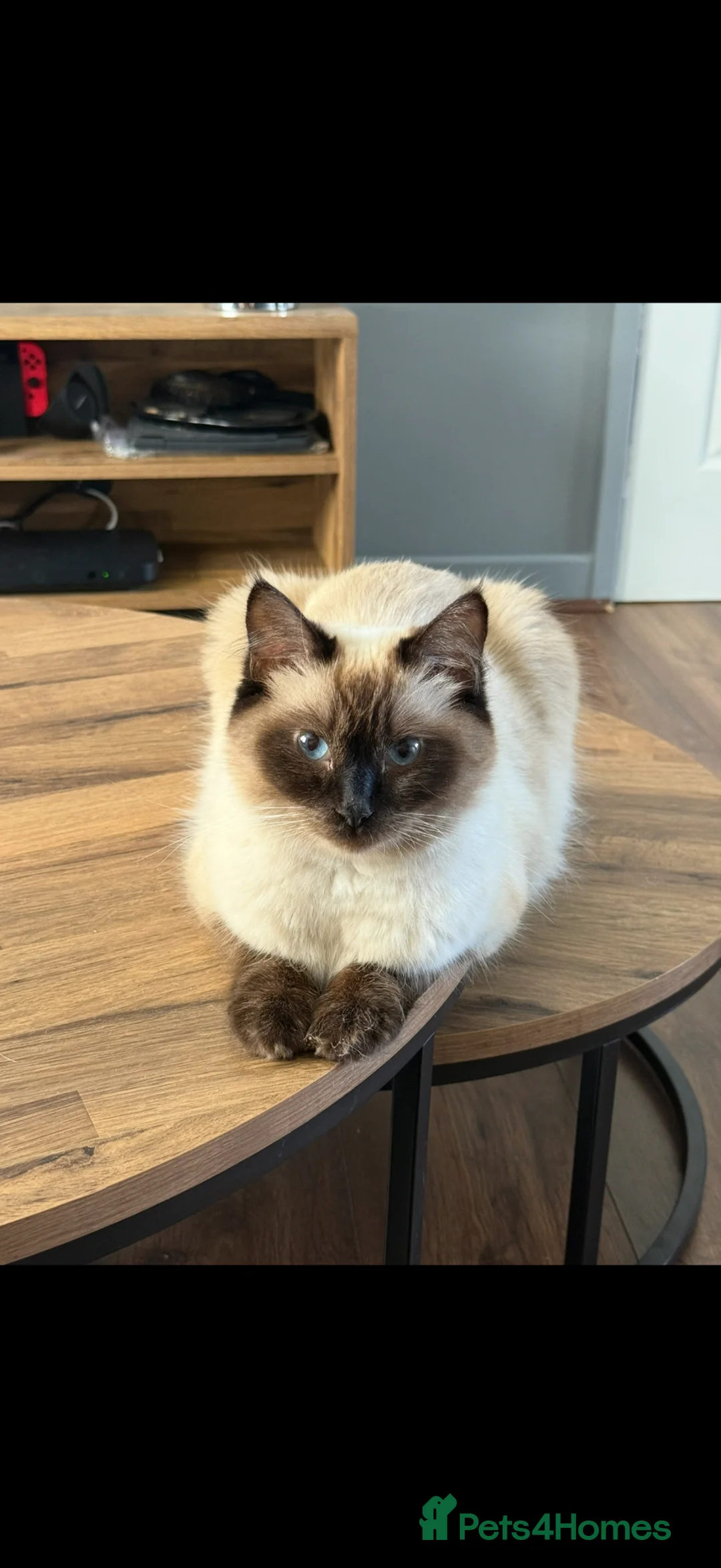 Ragdoll cats for sale: Ragdoll x British short hair - Advert 1