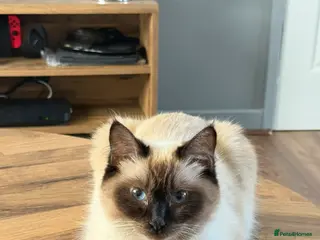 Ragdoll cats Ragdoll x British short hair - Advert 3