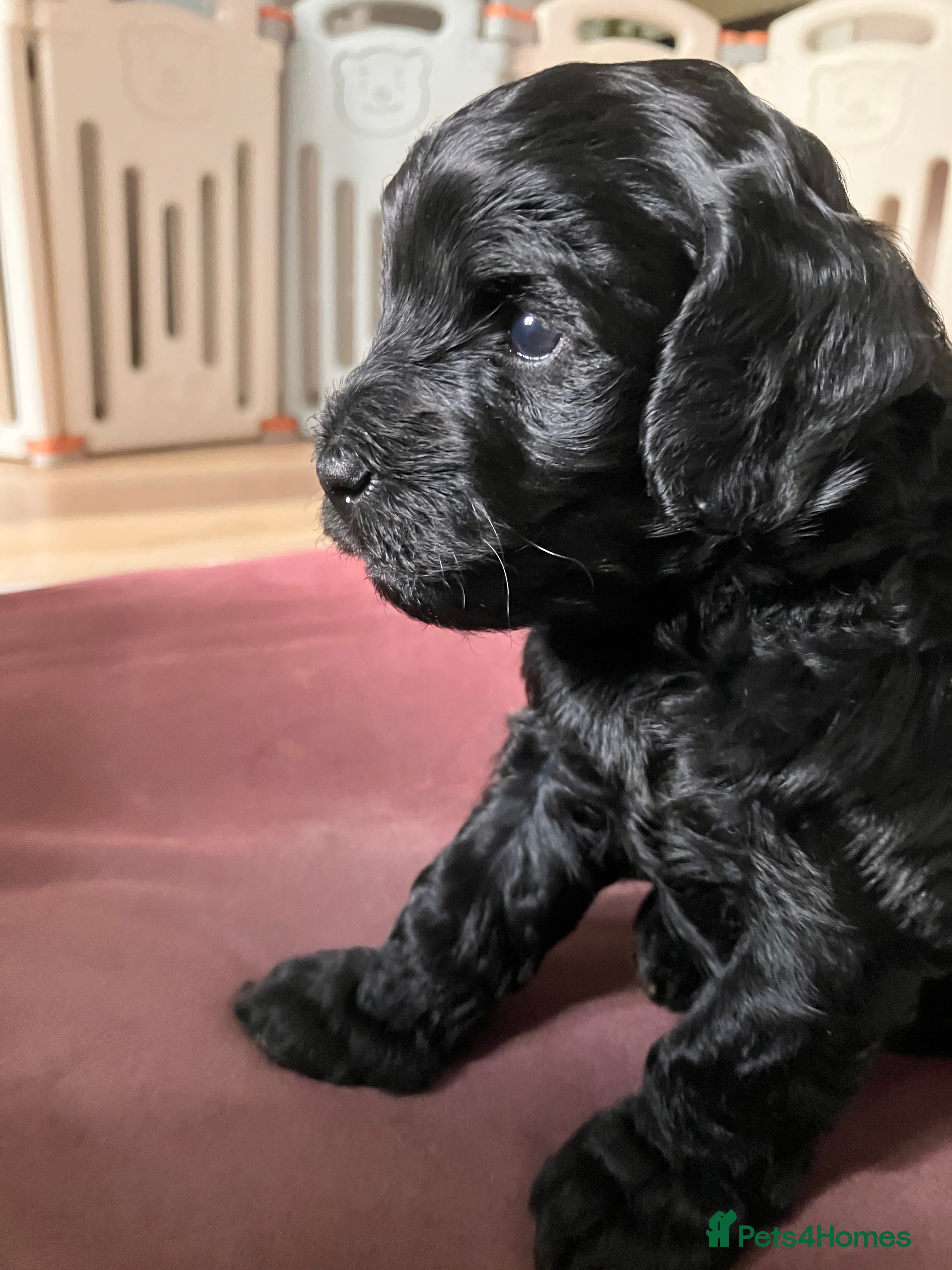 Cavapoo dogs Outstanding F1B Cavapoos - Health Tested Parents  - Advert 18