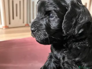 Cavapoo dogs Outstanding F1B Cavapoos - Health Tested Parents - Advert 18