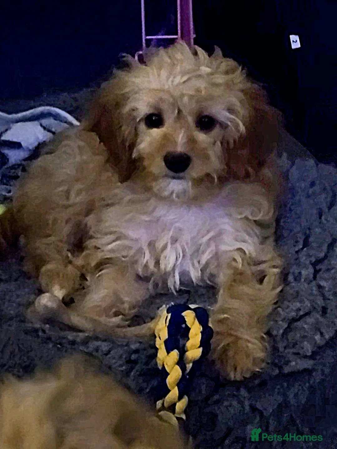 Cavapoo dogs for sale: 🐾Cavapoo: Litter Embark DNA Tested, Sire KC Reg🐾 - Advert 12