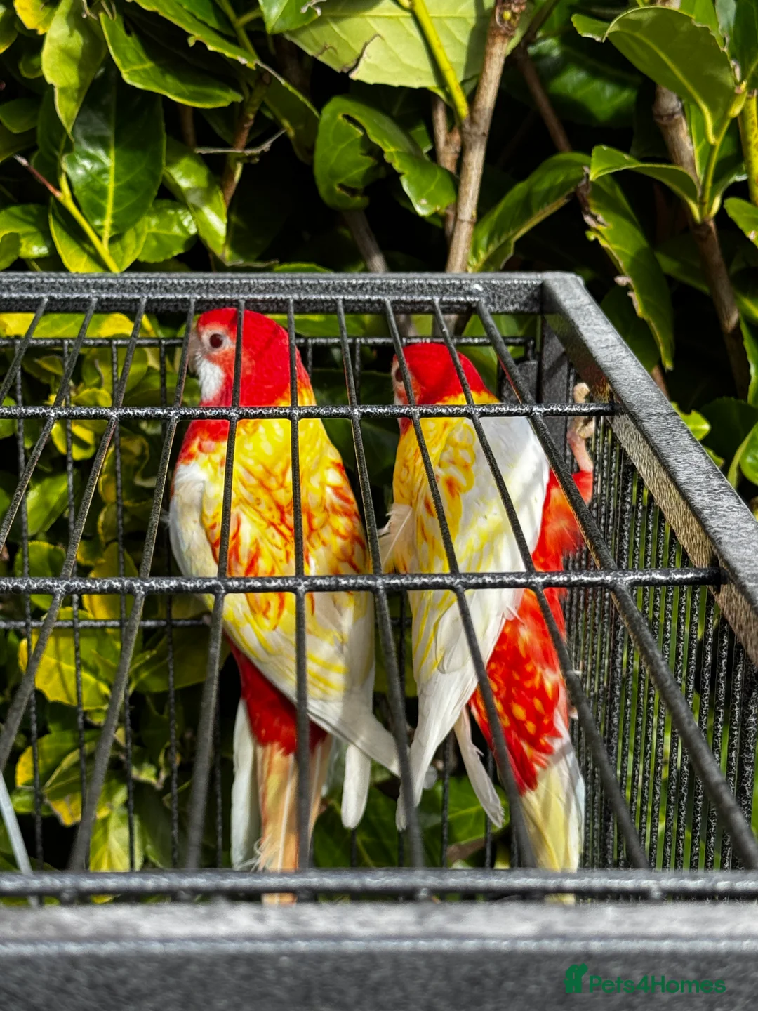 Parrots birds for sale: Rubino Rosella for sale, complete pair in Walsall - Advert 1