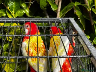 Parrots birds Rubino Rosella for sale, complete pair in Walsall - Advert 18