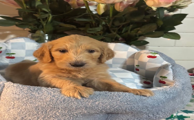 Mini Goldendoodle dogs 1 left mini gorgeous goldendoodles dna clear  - Advert 2