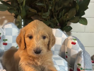 Mini Goldendoodle dogs 1 left mini gorgeous goldendoodles dna clear - Advert 7