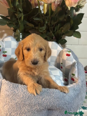Mini Goldendoodle dogs 1 left mini gorgeous goldendoodles dna clear - Advert 1