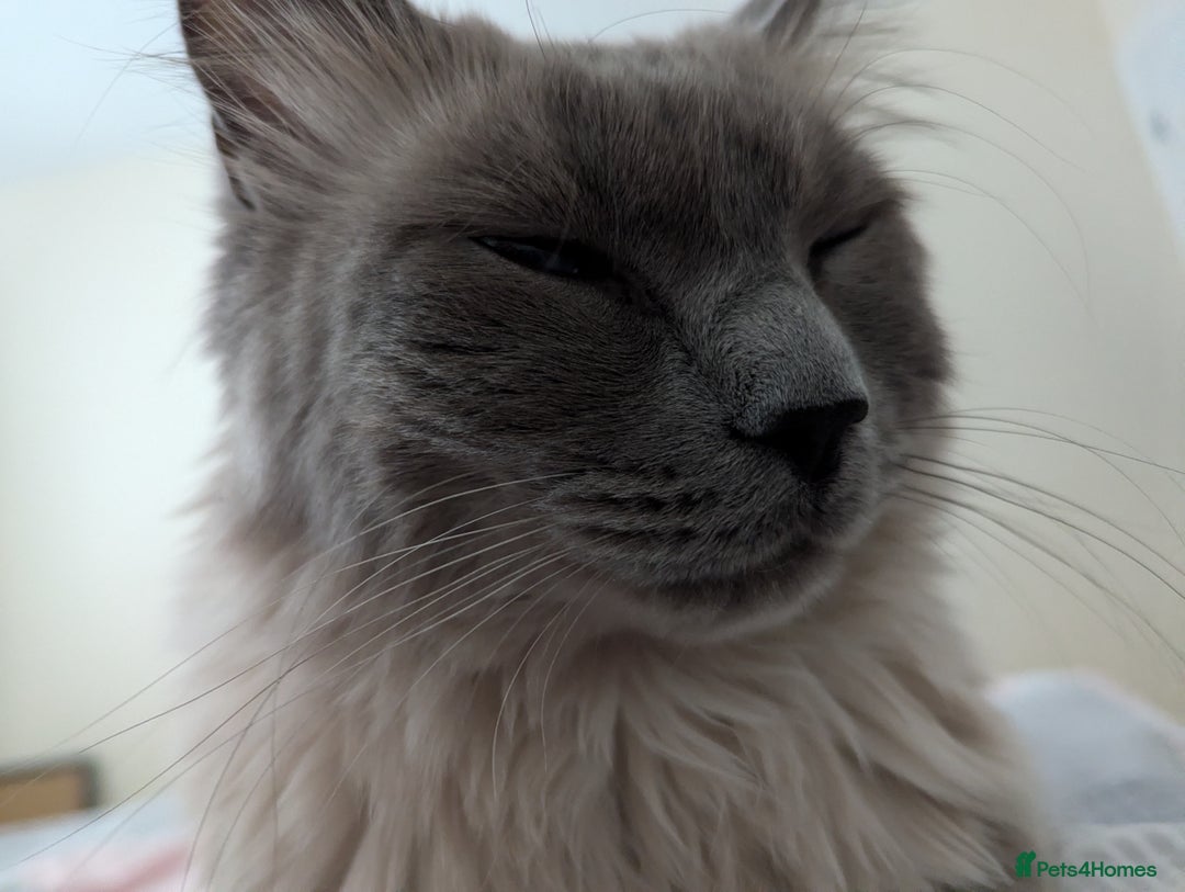 Ragdoll cats for sale: Freddie the ragdoll  - Image 9