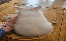 Mini Lion Lop rabbits for sale: Lion lops  - Image 3