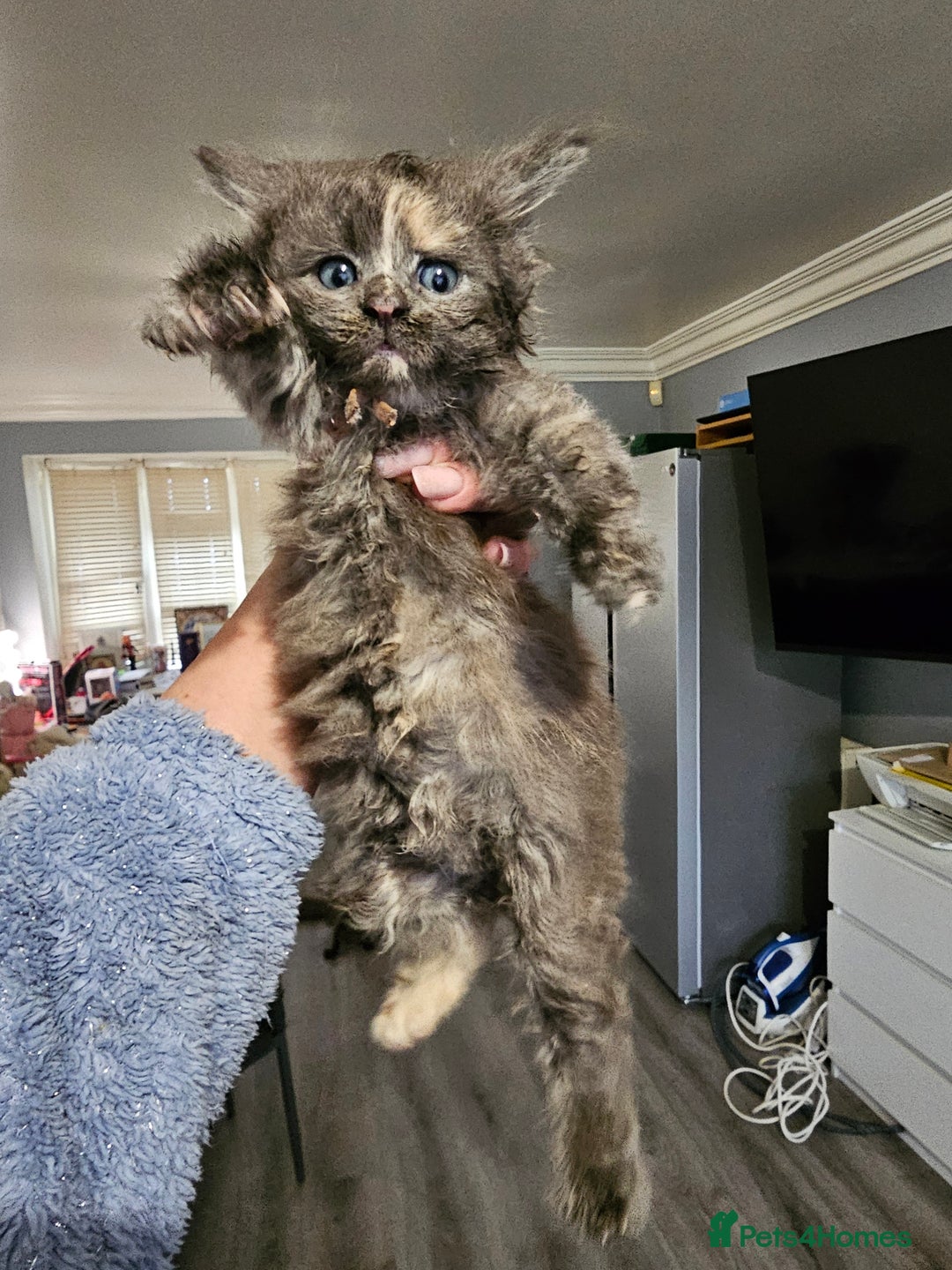 Maine Coon cats for sale: Maine Coon Kittens for Sale –2 Gi - Advert 11