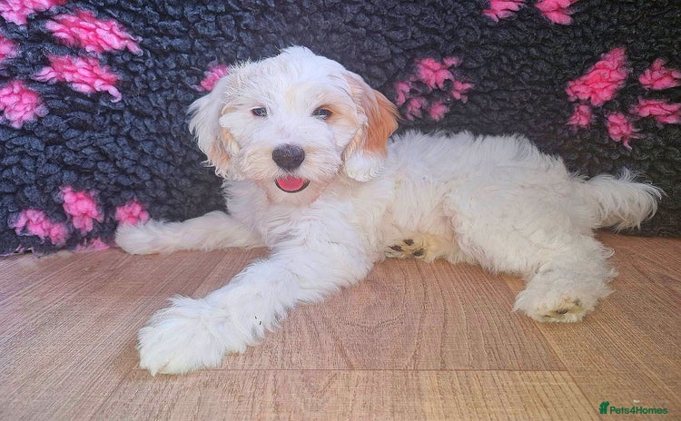 Australian Labradoodle dogs in Bourne - Advert 2