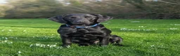 Labrador Retriever dogs for sale: Scent detection dog  - Advert 2