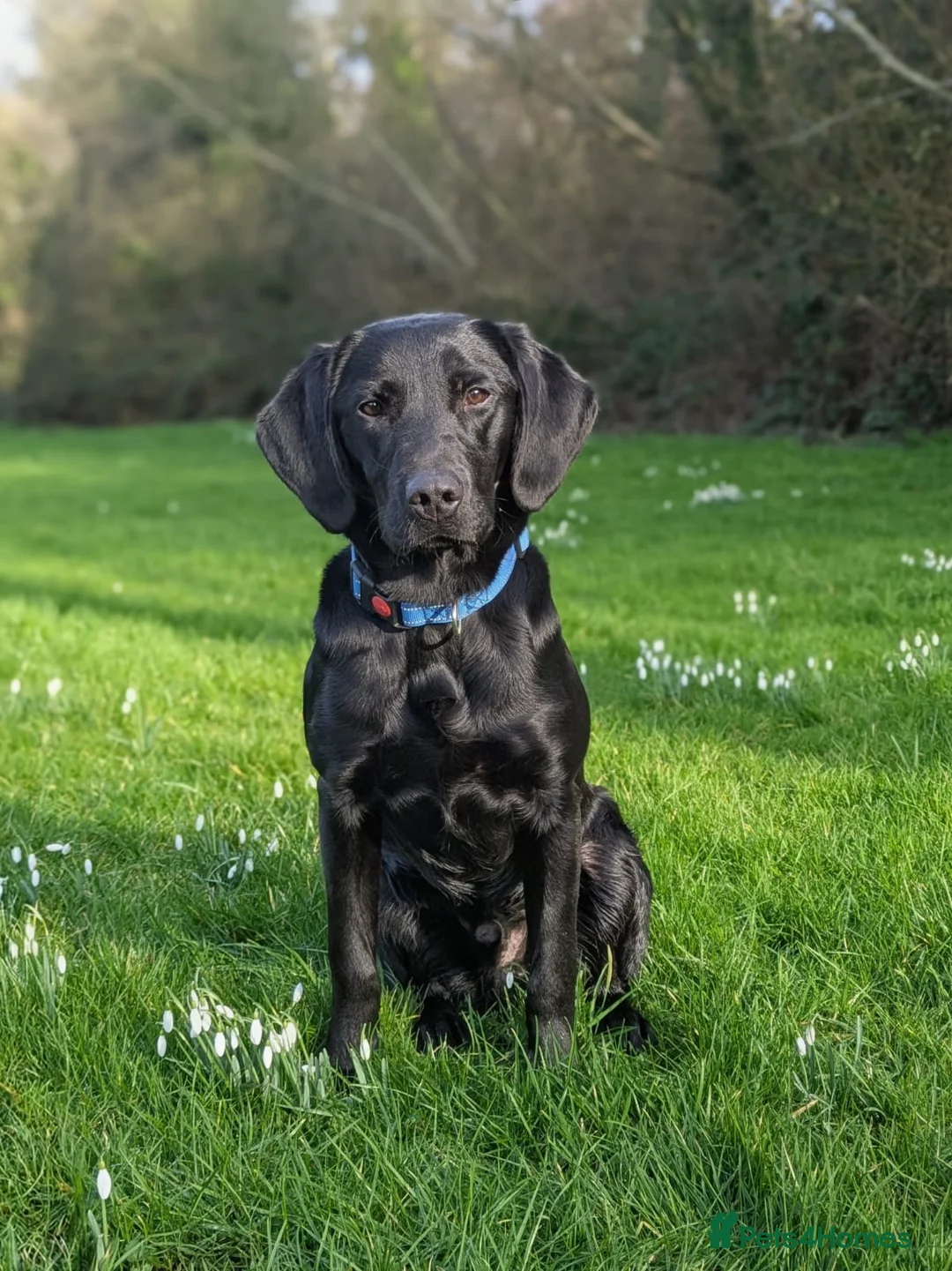 Labrador Retriever dogs for sale: Scent detection dog  - Advert 2