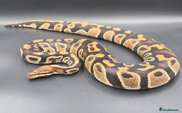Python Snake reptiles for sale: Stunning Chocolate Hurricane het Clown Ball Python - Image 2
