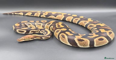 Python Snake reptiles - Advert 7