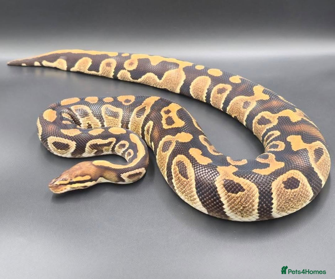 Python Snake reptiles for sale: Stunning Chocolate Hurricane het Clown Ball Python - Image 2