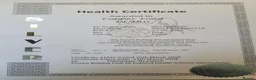 French Bulldog dogs for stud: MOOSE 🫎 KC registered + Silver FBCE  - Advert 9