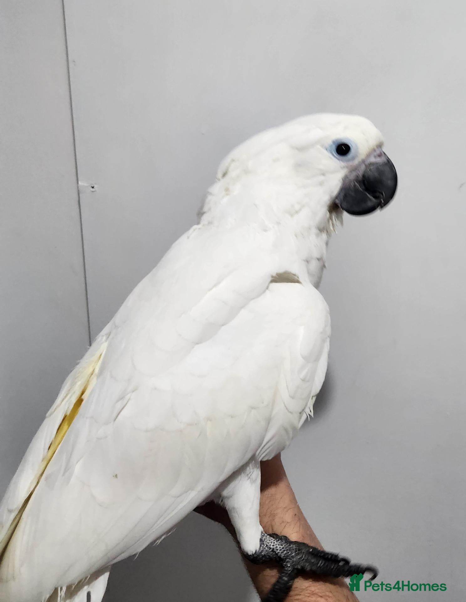 Cockatoo birds Baby umbrella cockatoo silly tame  - Advert 1