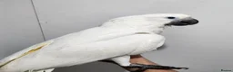 Cockatoo birds for sale: Baby umbrella cockatoo silly tame  - Advert 1