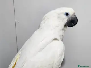 Cockatoo birds Baby umbrella cockatoo silly tame - Advert 1