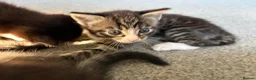 Mixed Breed cats for sale: 3 kittens for sale  - Advert 21