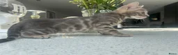 Bengal cats for sale: 3 Beautiful Blue Female TICA Reg Bengal kittens  - Advert 11