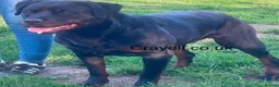 Rottweiler dogs for sale: ADRK German bloodline Rottweiler puppies     - Advert 10