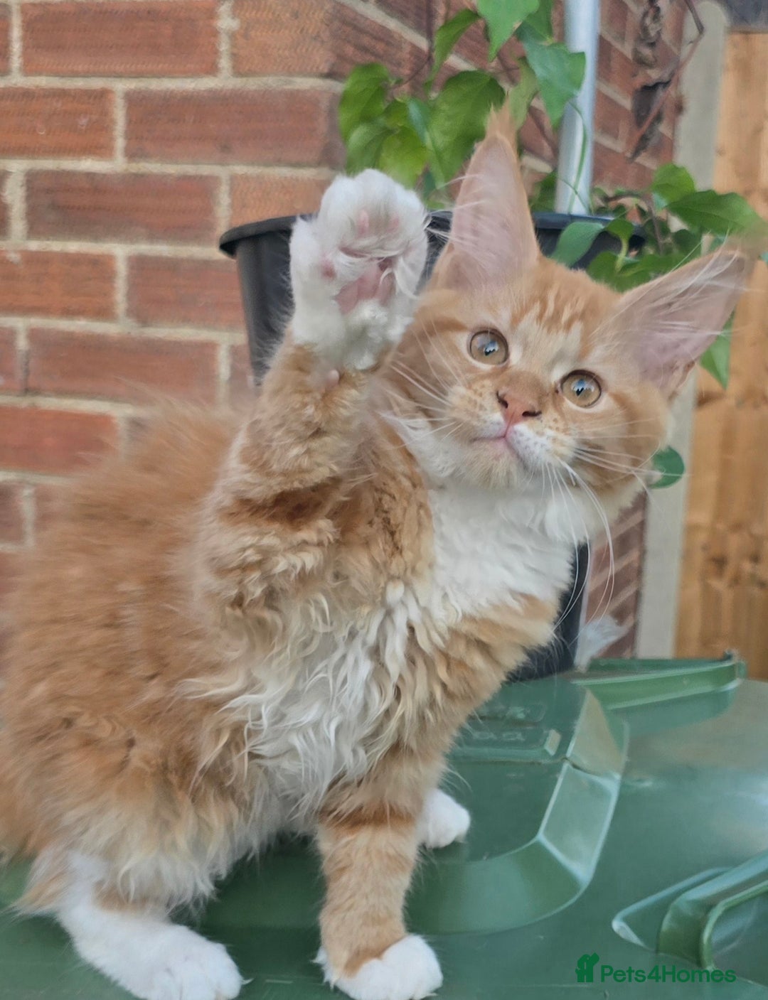 Maine Coon cats for sale: TICA registered pedigree Maincoon kittens . - Image 13