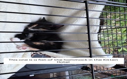 Bengal cats for sale: 11 Tortie, Tabby and Tuxedo Kittens - Image 10