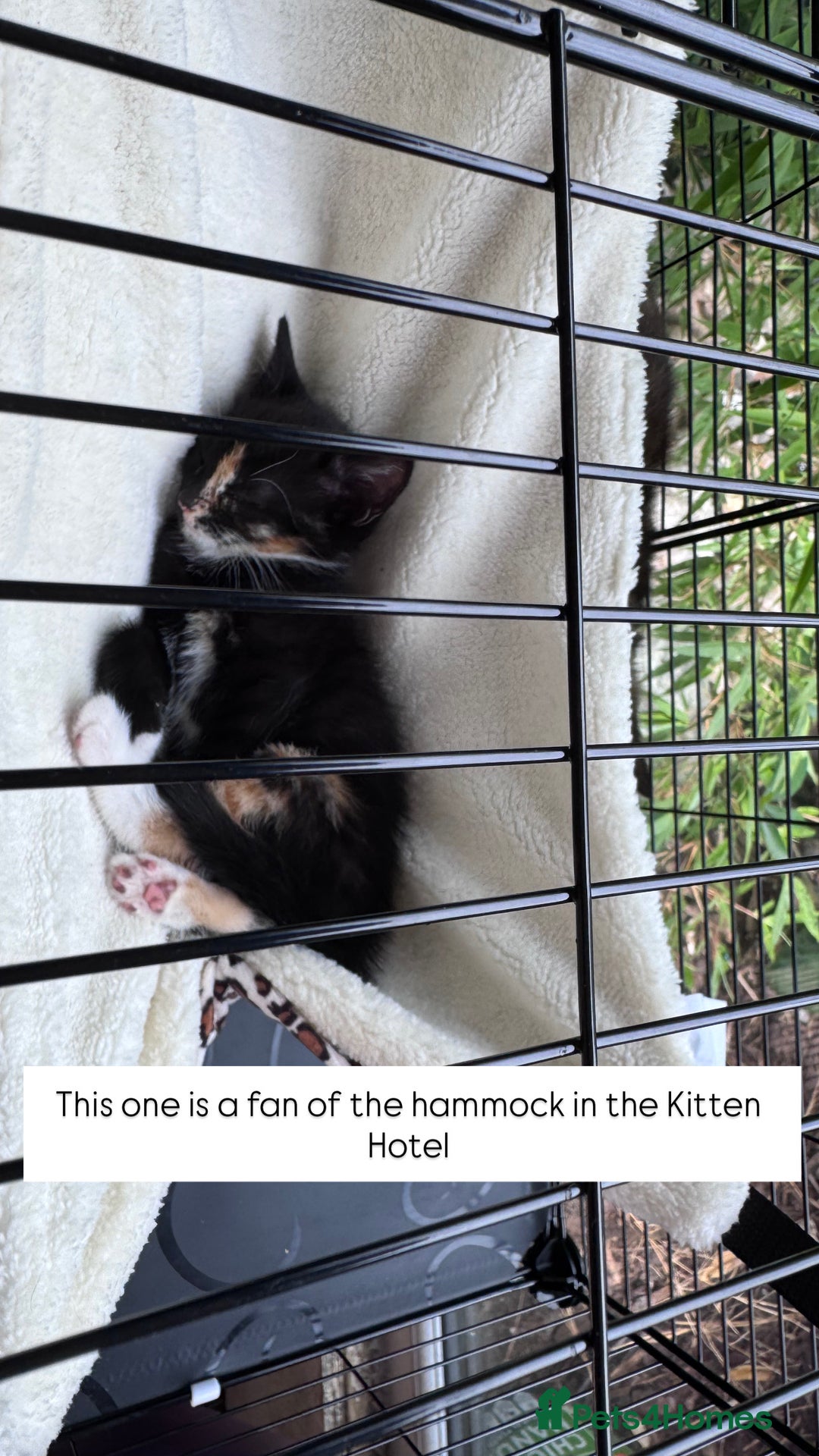 Bengal cats for sale: 11 Tortie, Tabby and Tuxedo Kittens - Image 10