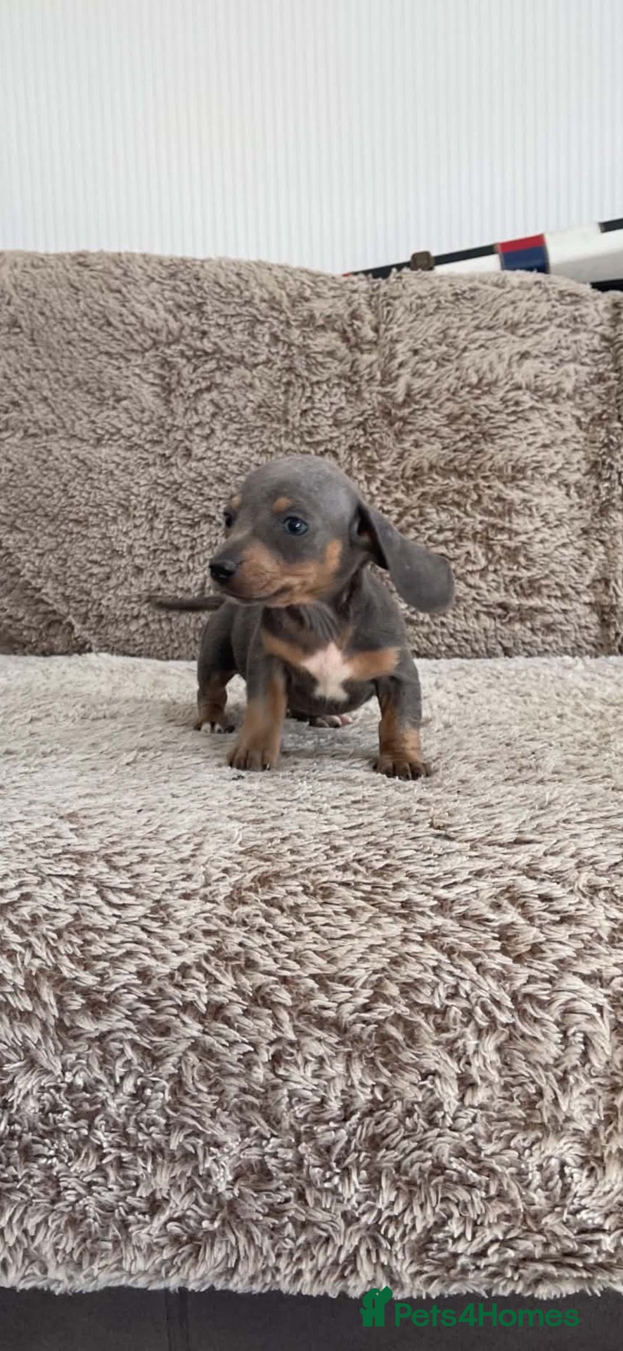 Miniature Dachshund dogs Miniature smooth hair dachshund   - Advert 2