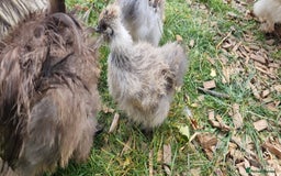Chickens poultry for sale: Bearded Silkie (8-10 weeks) - Image 7