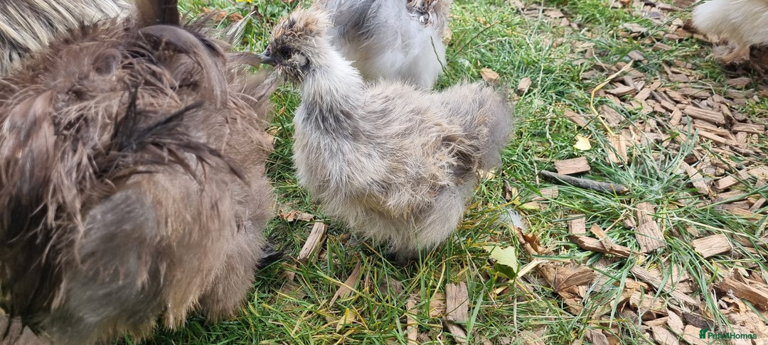 Chickens poultry for sale: Bearded Silkie (8-10 weeks) - Image 7
