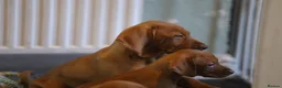 Hungarian Vizsla dogs for sale: Hungarian Vizsla Puppies – Rich Geltwood Heritage - Advert 8