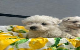 West Highland Terrier dogs for sale: West highland terrier puppies  - Image 7