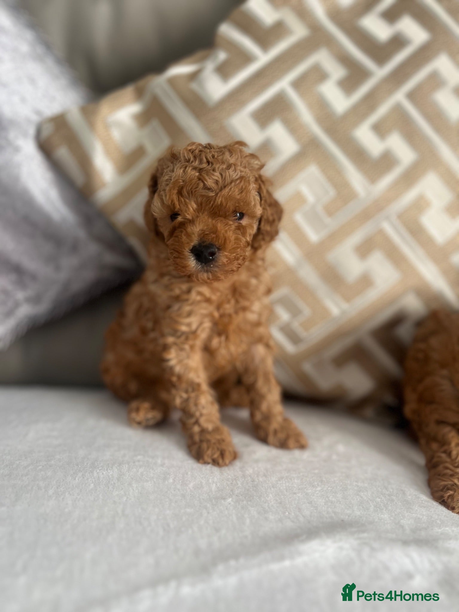 Toy Poodle dogs True toy poodle girls PRA clear  - Advert 2