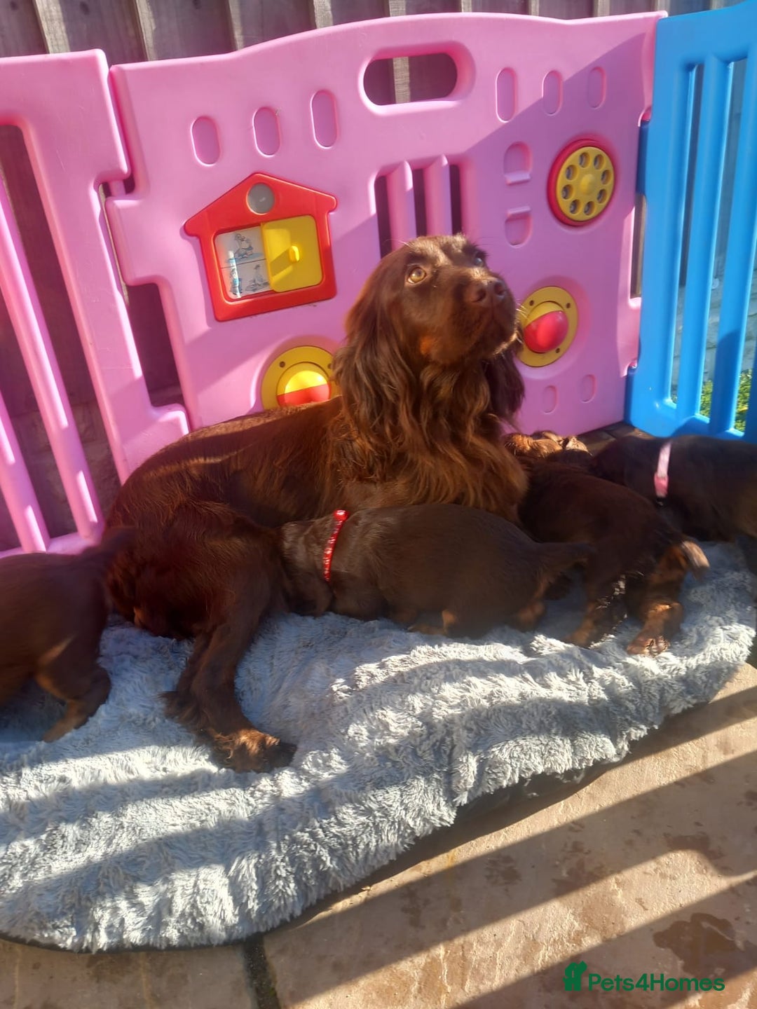 Cocker Spaniel dogs for sale: Kc reg working cocker spaniel puppies  - Advert 4