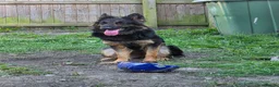 German Shepherd dogs for sale: shepinois puppies amazing litter - Advert 12