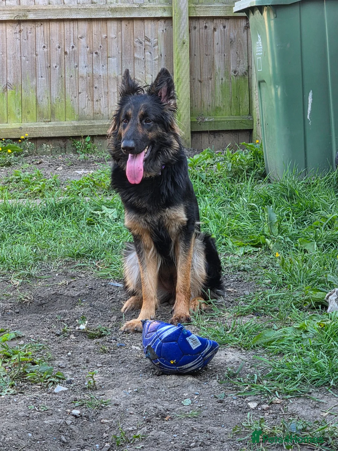 German Shepherd dogs for sale: shepinois puppies amazing litter - Advert 12