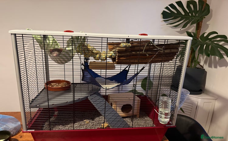 Rat rodents - Advert 1