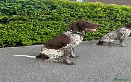 German Shorthaired Pointer dogs for sale: German Pointer – 3 Years Old – Loving Active Home - Image 1