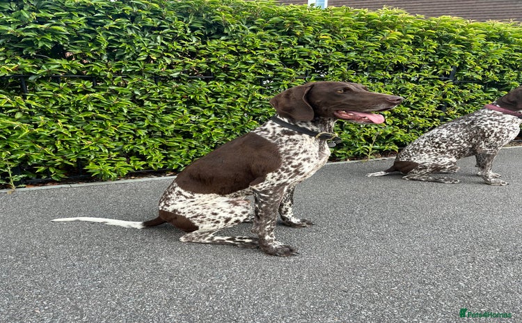 German Shorthaired Pointer dogs - Advert 1