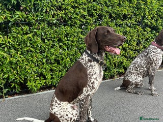 German Shorthaired Pointer dogs - Advert 15